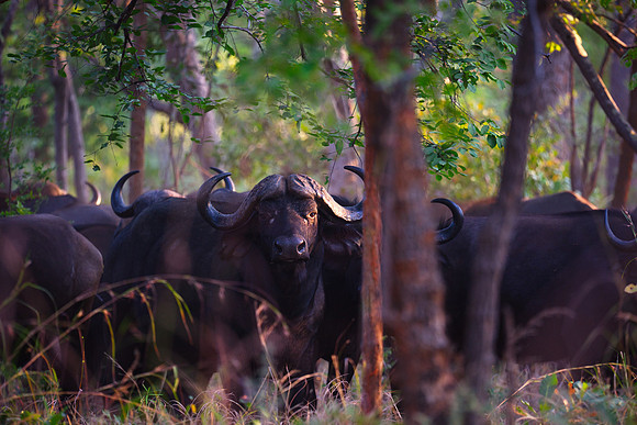 Buffalo Watching Zenfolio