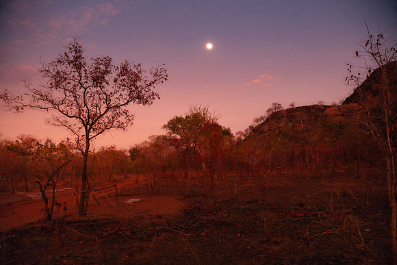 Niassa Bush Twilight