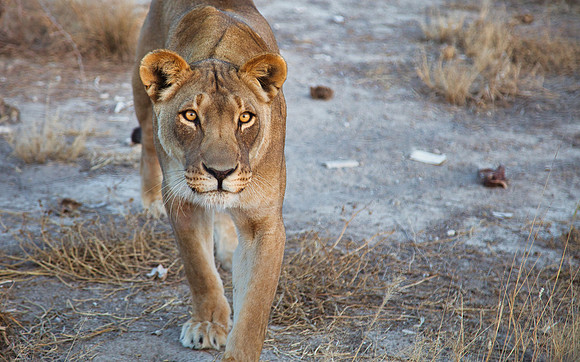 Lioness near Etosha National Park