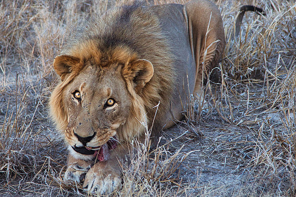 Lion and His Lunch near Etosha National Park