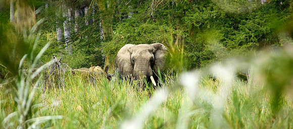 Elephant In Scrub