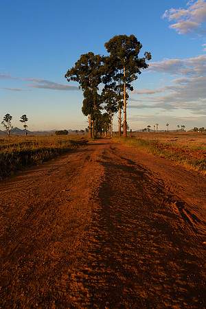 Distant Avenue