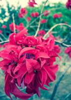 Namwera Flower