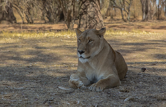 Lioness