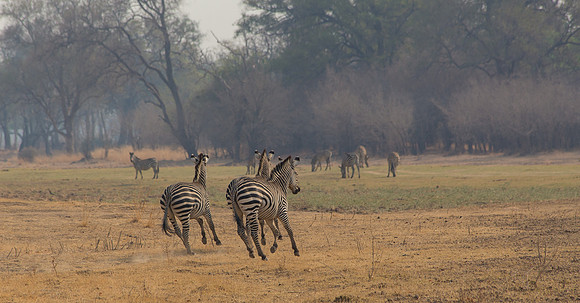 Zebra