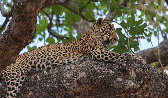 Leopard in Tree