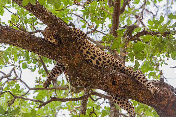 Leopard Hang