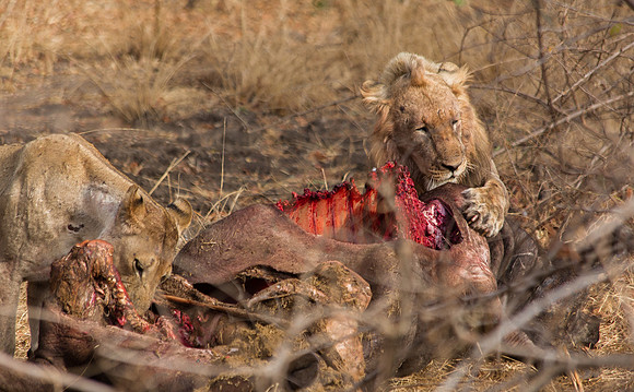 Lion Kill Buffalo