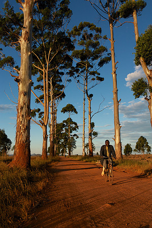 Avenue with People