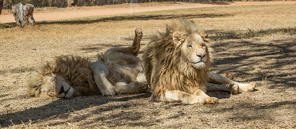 Resting Lions