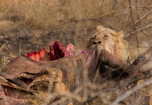 Lion Kill