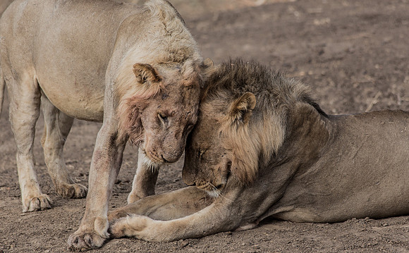 Brother Lions