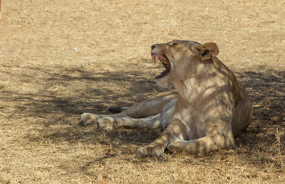 Lioness Yawn