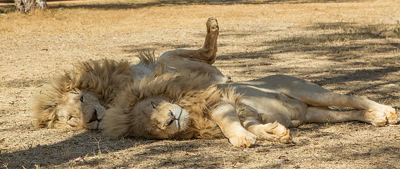 Lions Resting Together