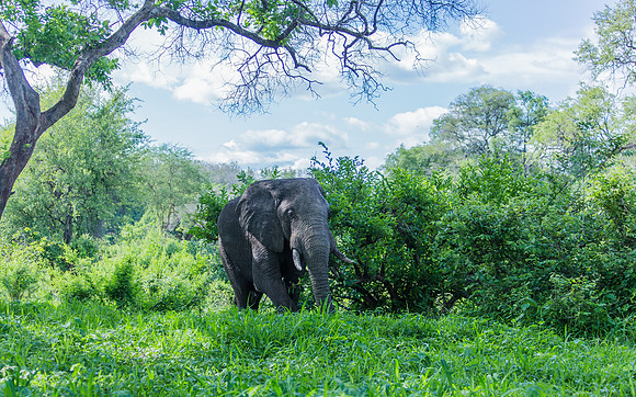 Casual Elephant