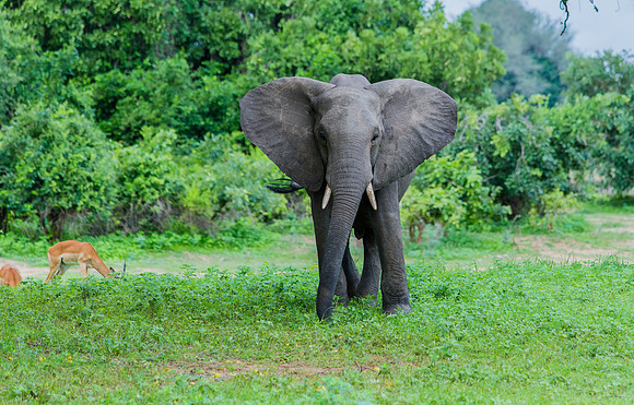 Concerned Elephant