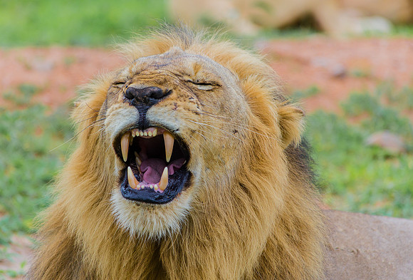 Lion Yawn