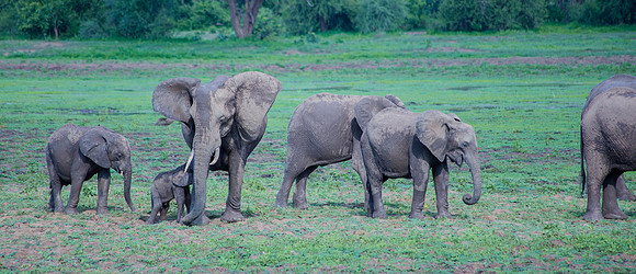 Elephant Panorama