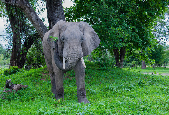 Elephant Munching