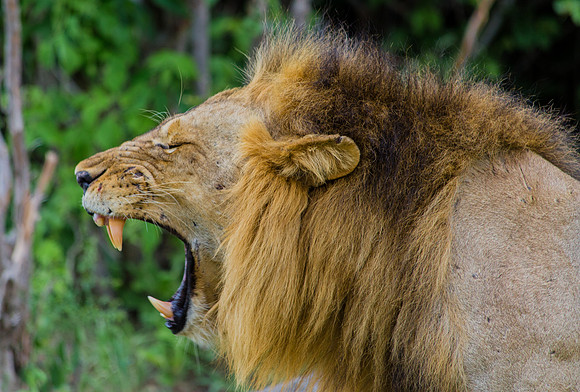 Lion Jaws