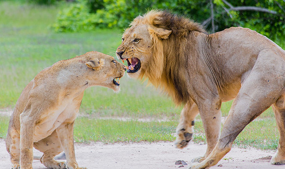Lion and Lioness