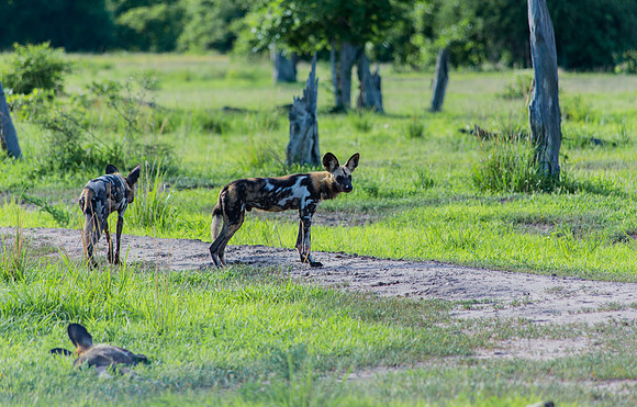 African Wild Dog