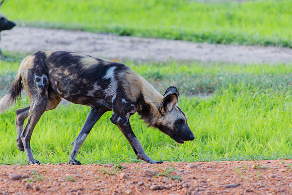 Wild Dog Walking
