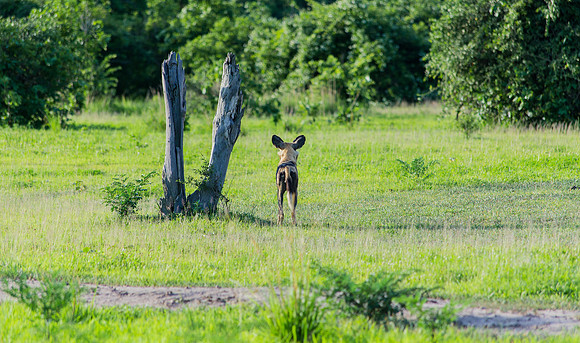 Wild Dog On Guard