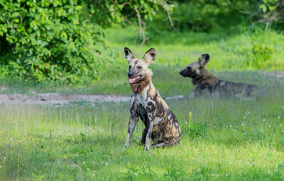 Wild Dog in Zambia