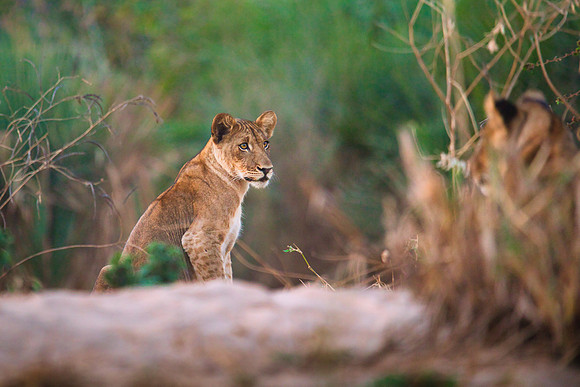 Lion Cubs