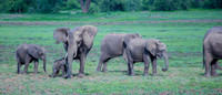 Elephant Panorama