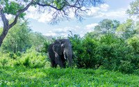 Casual Elephant