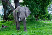 Elephant Munching