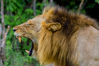 Lion Jaws