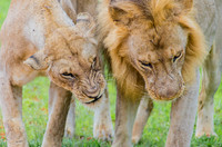 Lion Couple