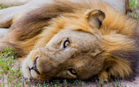 Lion Looking in the Eye