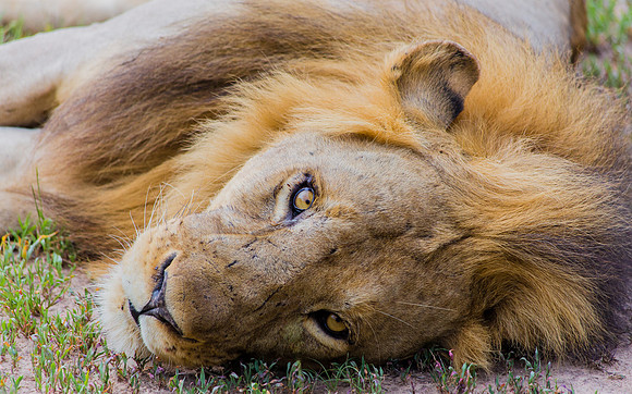 Lion Looking in the Eye