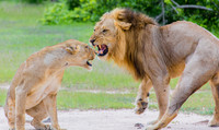 Lion and Lioness