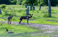 African Wild Dog
