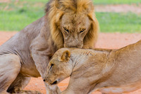 Lions Embrace