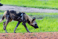 Wild Dog Walking