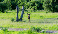 Wild Dog On Guard