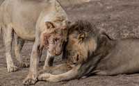Brother Lions
