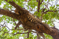 Leopard Hang