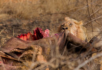 Lion Kill