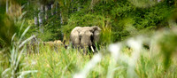 Elephant In Scrub
