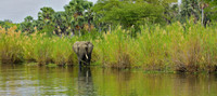 Elephant By River