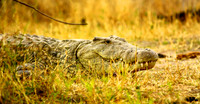 Smiling Crocodile