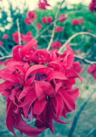 Namwera Flower