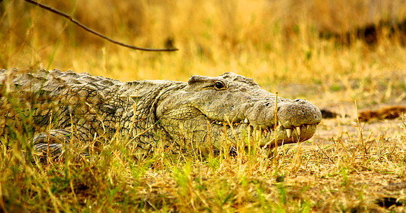 Smiling Crocodile